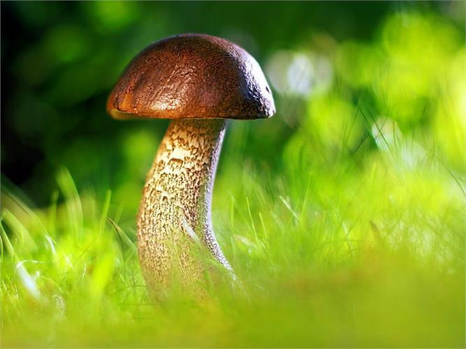 Authorisation for mushroom picking - Community of Val di Vizze