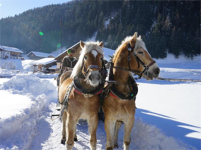 Gite in carrozza trainata da cavalli