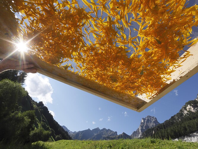 Experience Alpine herbs