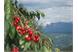 cherry con Dolomites