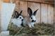I nostri conigli