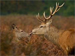 Mating Calls of the Red Deer