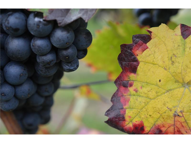 Pinot Noir is our most appreciated wine
