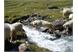 sheeps of the Schnals valley