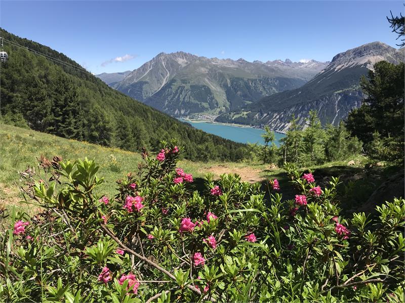Haideralm Seeblick mit Alpenrose
