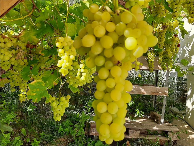 our grapes
