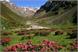 Alpenrosengarten im Matschertal