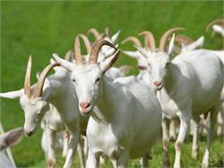 Escursione con visita guidata alla bio-fattoria di capre di montagna a Stelvio