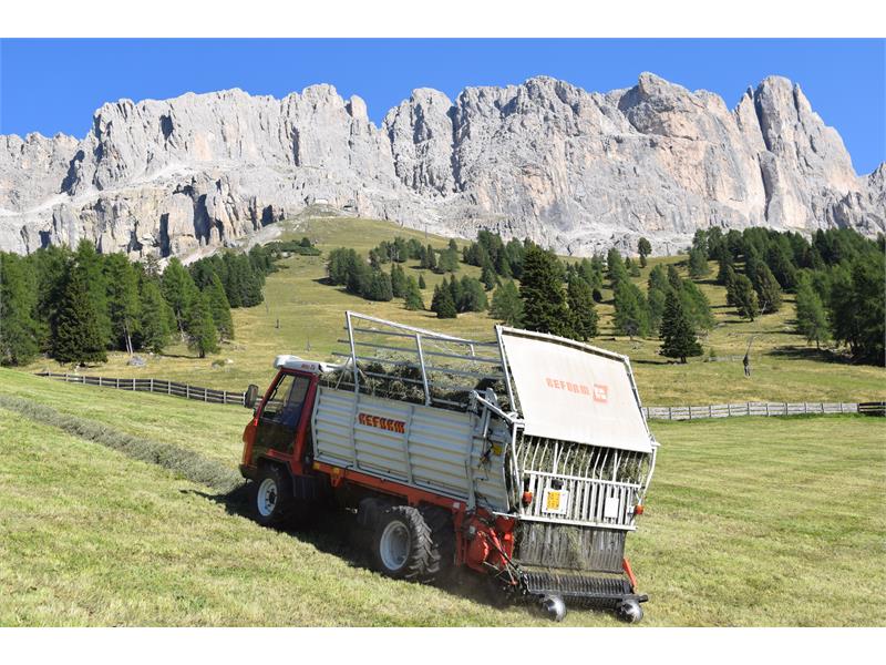 Messnerhof Urlaub auf dem Bauernhof Tiers