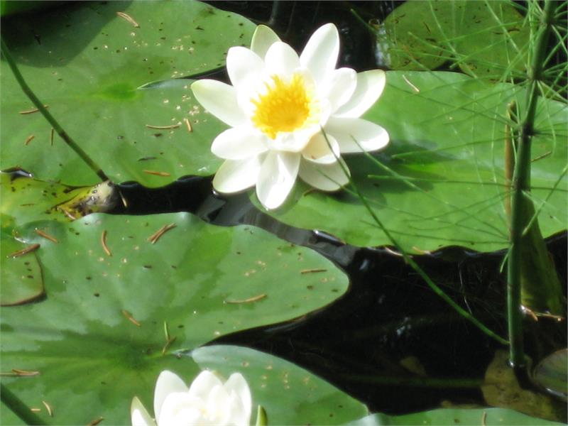Water lilies at the Sulfner Weiher Pond