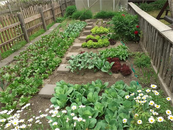 our vegetable garden