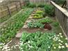 our vegetable garden