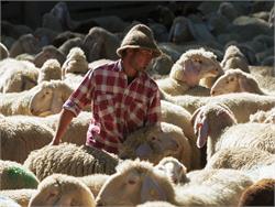 Transumanza delle pecore e delle capre