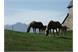 The famous Haflinger horses