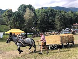 Südtiroler Fuhrmannstage