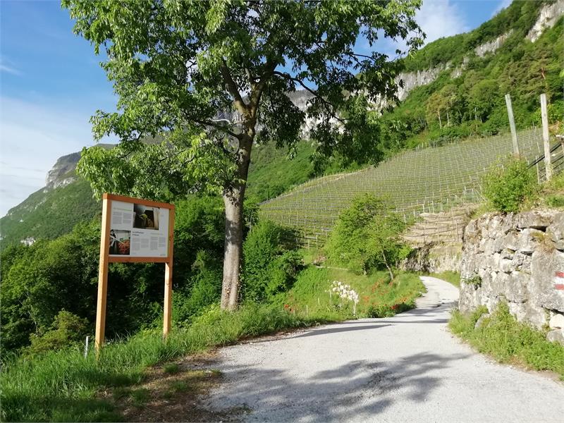 Informative Wine trail
