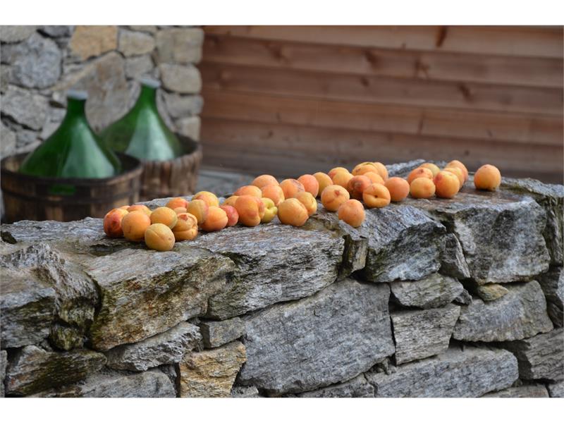 Venosta apricots, the raw material for our liquid gold