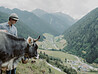 Toni with the cow Strahle on the meadow