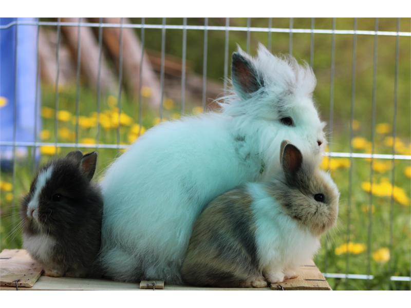 i nostri conigli