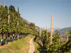 Genusswandern und Verkostung von Bioweinen im Weinberg vom Weingut Lehengut