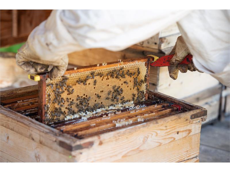 Bienen sind unser Hobby - bekommen Sie Einblicke in die Imkerei
