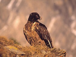 Der Bartgeier lernt fliegen in Trafoi - Tierbeobachtung