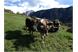 Messnerhof farm holidays Tires
