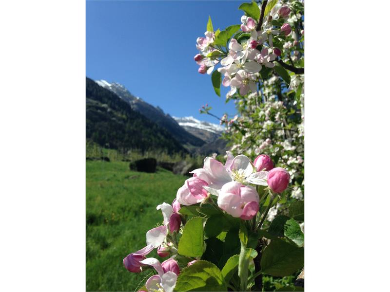 Frühjahrs Apfelblüte