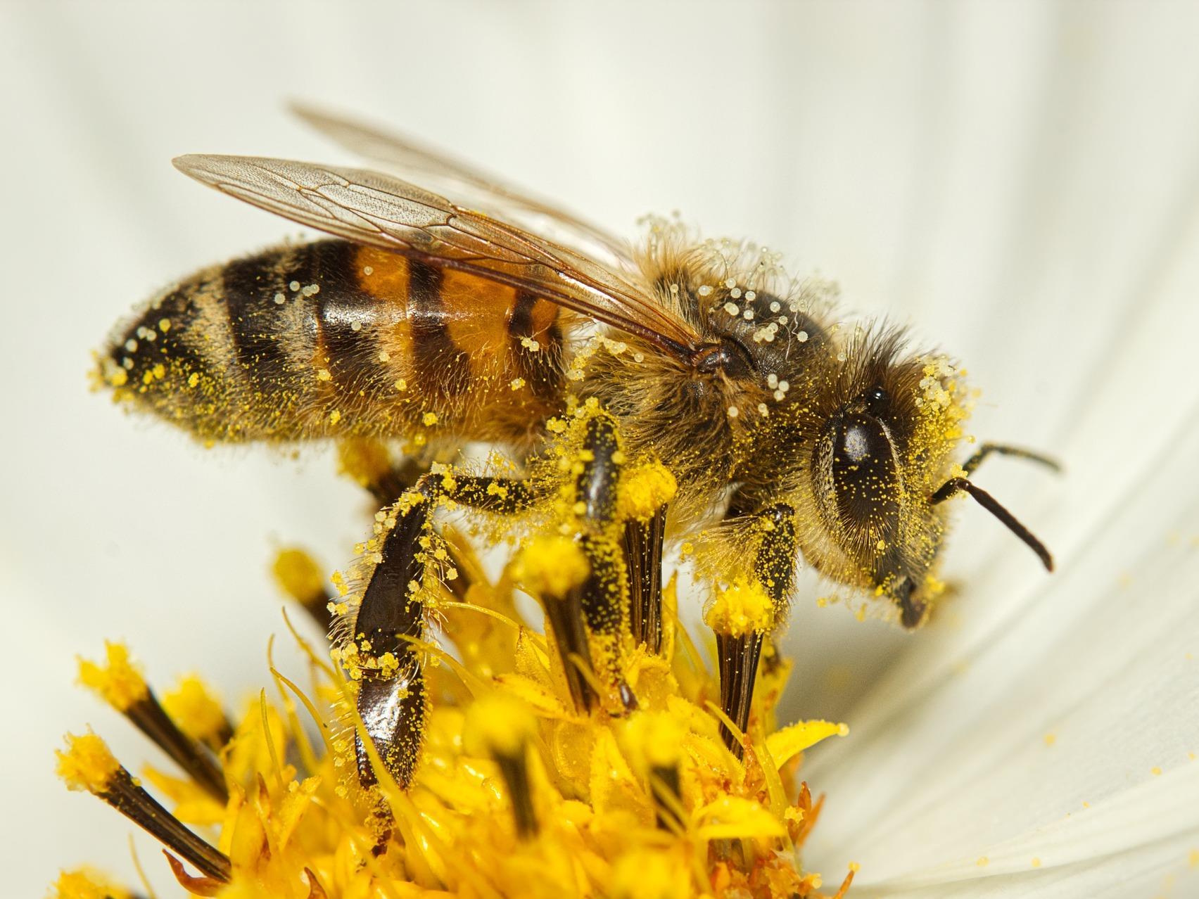 Der Imker und sein Bienenvolk