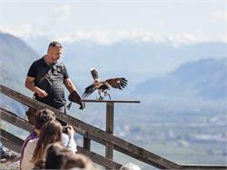 Pflegezentrum für Vogelfauna Schloss Tirol