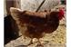 Happy chickens at the farm - Rotsteinhof farm in Verano/Vöran, South Tyrol