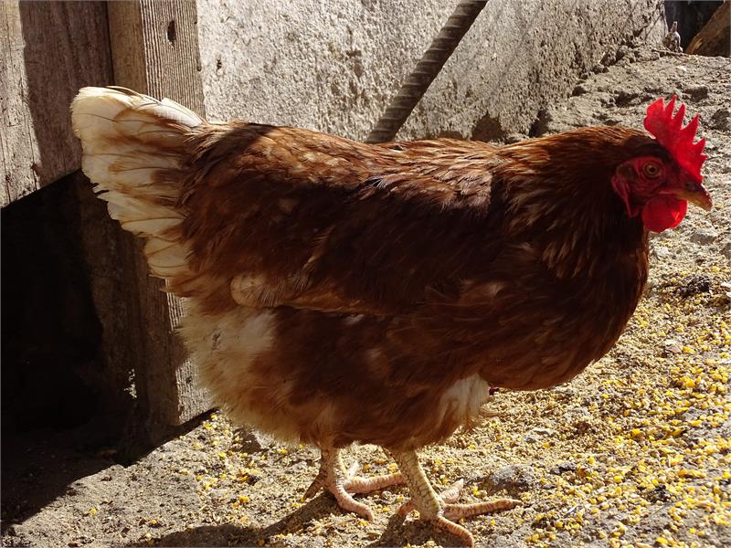 Glückliche Hühnerm am Bauernhof - Rotsteinhof in Vöran, Südtirol