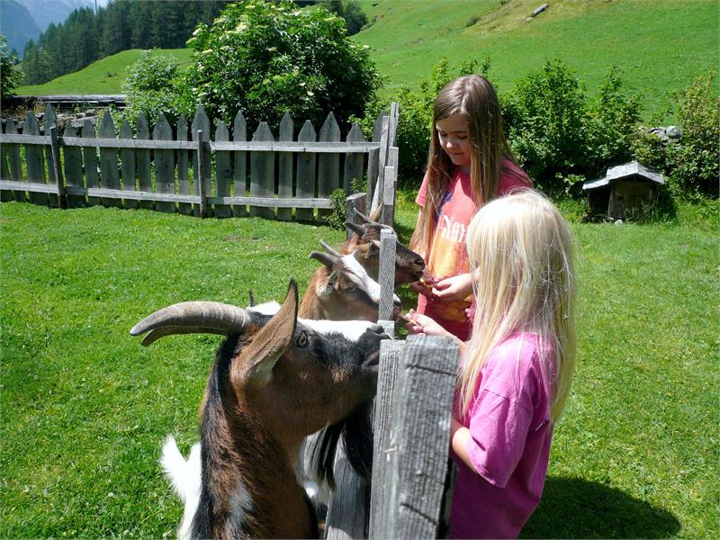 Vivere il maso al agriturismo Oberhof ... mucche, conigli, gatti, capre e galline