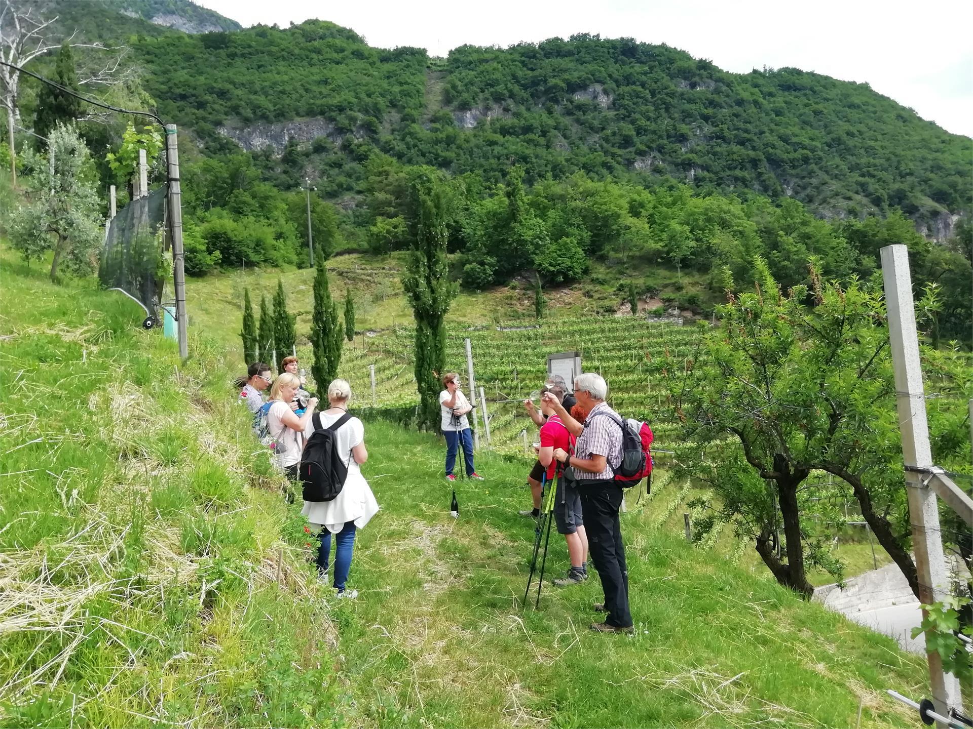 Wir l(i)eben Wein - Weinbergwanderung in Kurtatsch Kurtatsch an der Weinstraße 2 suedtirol.info