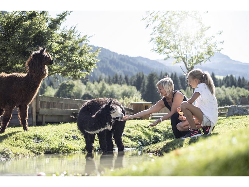 Alpakas Alphotel Tyrol Wellness, Chalets & Family Resort Ratschings