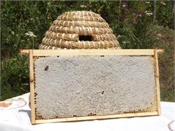 Beekeeping Platzer Andreas