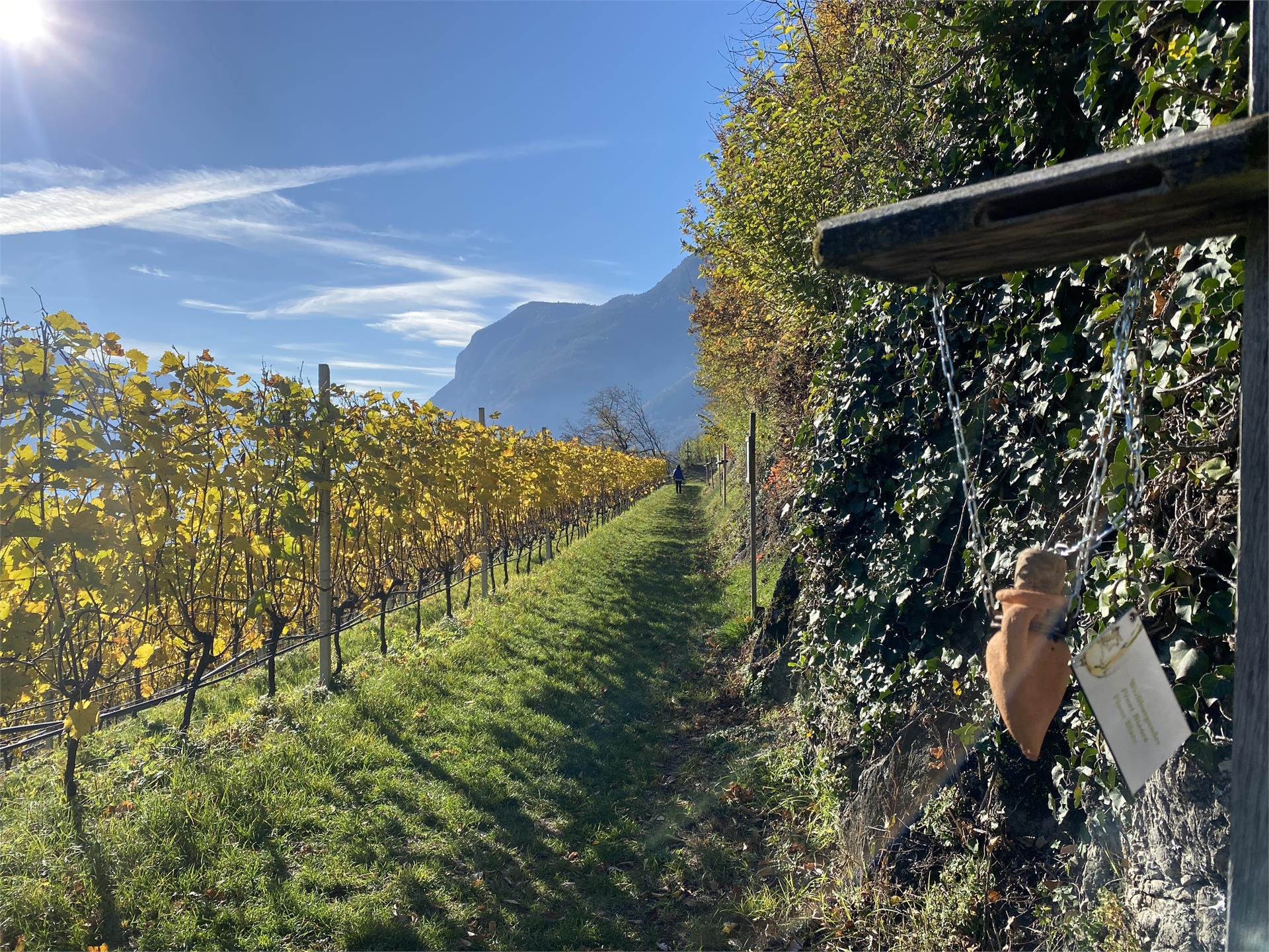 Informative wine trail Cortaccia Magrè