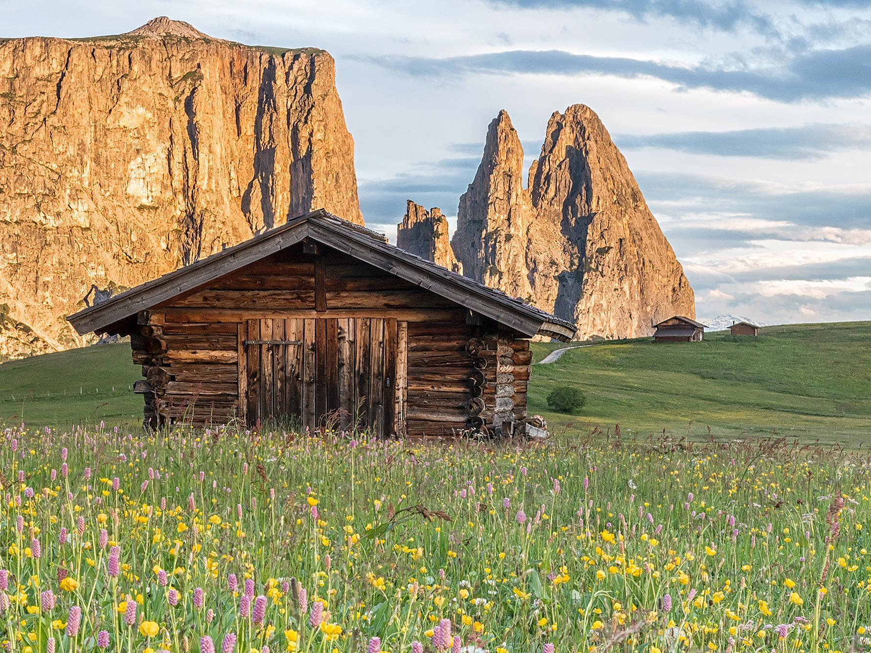 Geführte Blumenwanderung auf der Seiser Alm Kastelruth 3 suedtirol.info