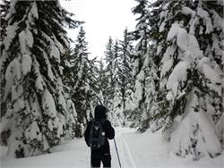Guided snowshoe hike in the Stelvio National Park