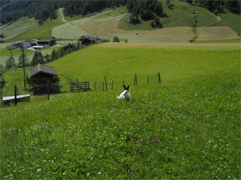 Ebnerhof Rein in Taufers Riva di Tures