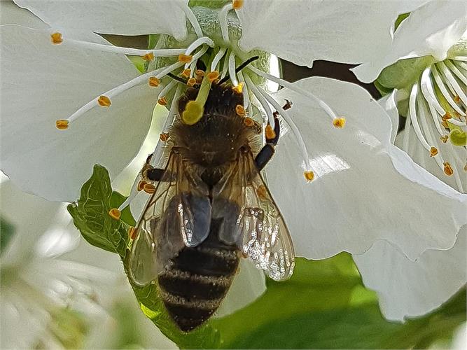 Erlebnisreiche Bienenwanderung