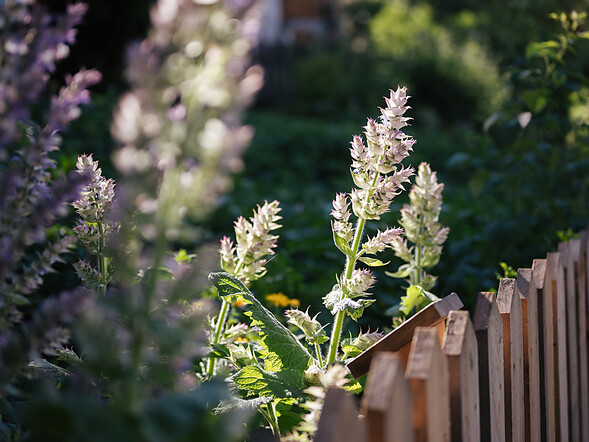 garden