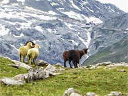 Sheep herding in Trafoi