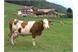 Unsere Kühe sind auf der Weide