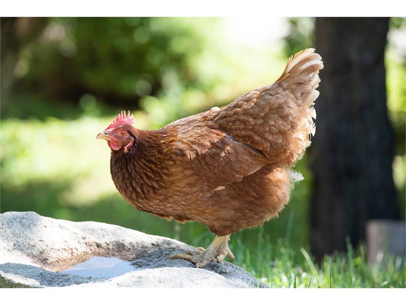Glückliche Hühner legen gesunde Eier