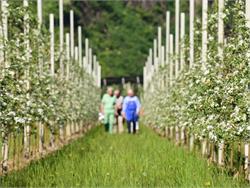 Spring hike through the flowering orchards: enjoy in nature