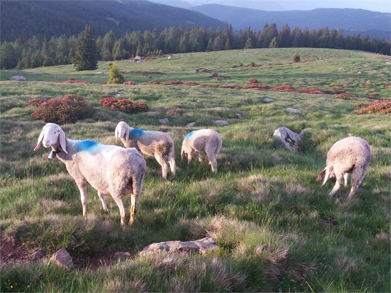 rosa alpina e pecore