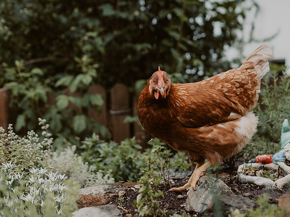 gallina nel giardino delle erbe aromatiche