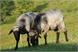 tyrolean stone sheep