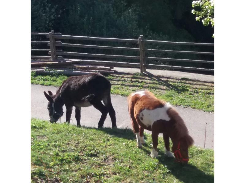 Esel und Pony